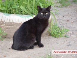 В Николаеве ищут водителя «Ланоса» - сломал ногу женщине, пытавшейся спасти кота