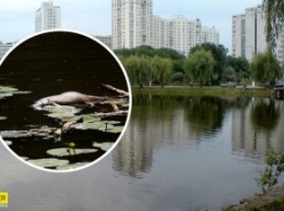 Рыба просто сварилась: в Киеве сливают горячие нечистоты в озеро (видео)