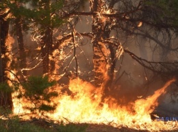 Из-за лесного пожара в Испании эвакуировали более двухсот человек