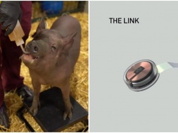 Илон Маск показал свиней-киборгов. На очереди люди