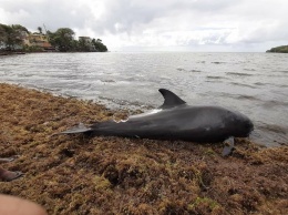 В Индийском океане погибло около 40 дельфинов. Вероятная причина - разлив нефти