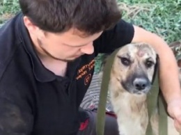 В Харькове волонтеры спасли собаку, которая провалилась в коммуникационный колодец