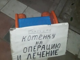 В Мелитополе мужчина давил на жалость и собирал деньги на операцию котенку. Чем дело закончилось