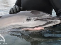Эксперты рассказали, почему в Крыму дельфины выбрасываются на берег