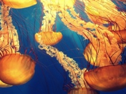 Ирландки сняли самую большую в мире медузу