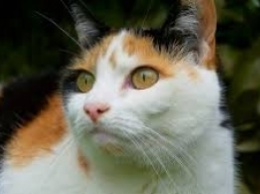 Курьезы. В Мелитополе кошка сиганула из окна для встречи с любимым (видео)