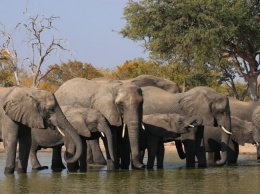 В Зимбабве расследуют загадочную смерть 11 слонов