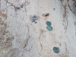 На месте, где нашли "Городницкое сокровище", обнаружили еще монеты
