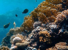 А почему бы и не попробовать: ученые восстановят кораллы с помощью 3D-печати