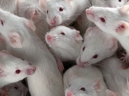 Эксперименты над животными: Рада отклонила законопроект, против которого выступали зоозащитники