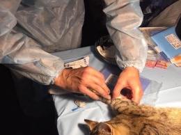 "Госпитальеры" стерилизуют животных под Мариуполем, - ФОТО