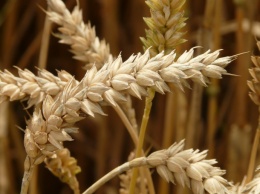 Премьер: Ожидается урожай зерновых на 7 миллионов тонн меньше, чем в прошлом году