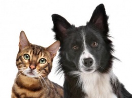 Три месяца на ПЛАТНУЮ регистрацию собак и кошек: депутаты принимают закон