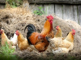 Крымские аграрии увеличили поголовье птиц до 6 тысяч