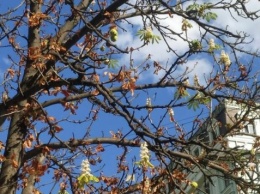 В Одессе наблюдают аномальное цветение каштанов