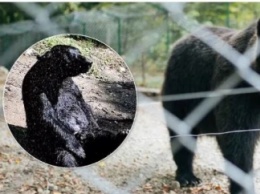Украинский медведь, принимающий душ в лесу, стал звездой сети (видео)