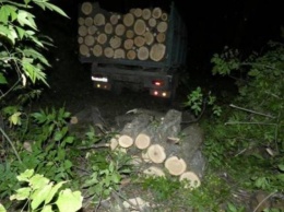 В Луганской области задокументировали факт незаконной вырубки леса