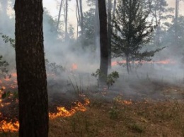 В Новомосковском районе выгорело 0,5 га соснового леса (ФОТО)