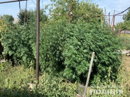 Во дворе горожанина нашли большие кусты марихуаны
