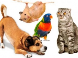 Регистрация домашних животных: стали известны все подробности