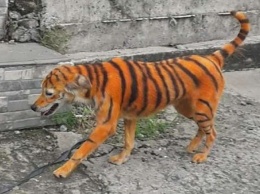 Неизвестные раскрасили пса под тигра и возмутили зоозащитников