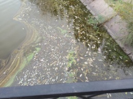 В Кривом Роге в одном из городских прудов массово гибнет рыба