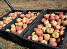 В продажу поступили яблоки из высаженного Захарченко суперинтенсивного сада