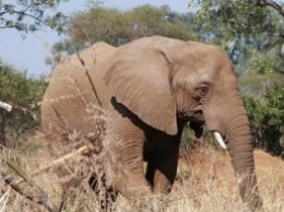 Самый одинокий слон в мире 35 лет жил в небольшом вольере - теперь у него будет новый дом и друзья
