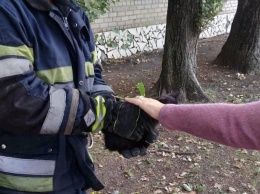 Добру быть: в Новомосковске чрезвычайники сняли кота с дерева