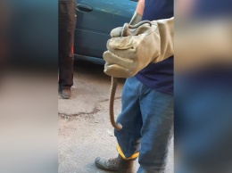 В Днепре на Запорожском шоссе полуметровая змея заползла в гараж