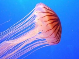 Жалят и оставляют ожоги: гигантские медузы атаковали море под Одессой. ВИДЕО