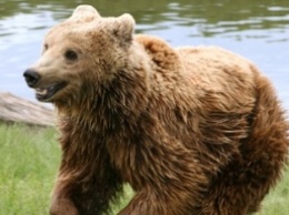 В Италии поймали самого свободолюбивого медведя Европы - за год он трижды сбегал из вольера (фото)