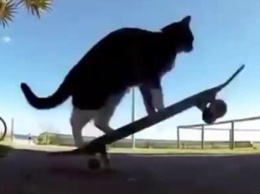 Кот решил покататься на скейтборде и вызвал восторг у пользователей Сети