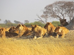 Охота львов на стаю антилоп попала на камеру (ВИДЕО)