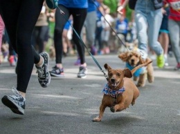 Без перекрытия улиц и с собаками: Киевский полумарафон 19-20 сентября состоится в необычном формате