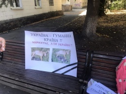 Вчера возле Мирноградского горсовета состоялась акция в защиту животных