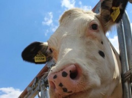 В Крыму проверили 36 личных подсобных хозяйств, где выявили лейкоз крупного рогатого скота