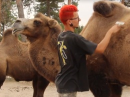 В зоопарке верблюду сделали спа-процедуру (фото)