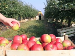 Сбор урожая в Мелитополе: сколько можно заработать на яблоках, грушах и зелени