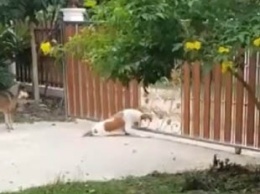Смекалистая собака научилась оригинально открывать ворота: ролик стал вирусным