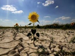В Одесской области из-за засухи почти погибли урожаи подсолнечника и кукурузы - аграрии