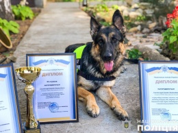 Николаевская полицейская овчарка Мэри на чемпионате завоевала первенство в лучшей выборке ассистента в соревнованиях специальной подготовки розыскных собак (ФОТО)