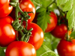 Как есть помидоры, чтобы не навредить здоровью