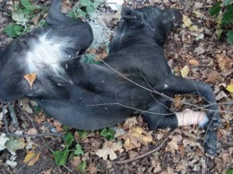 В Харькове ищут хозяев умершей в муках собаки