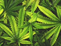 Полицейские Кривого Рога изъяли у жителя города марихуану на 1,5 миллиона гривен