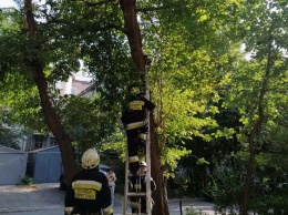 В Днепре спасатели сняли с дерева кошку