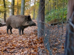Германия подтвердила первый случай африканской чумы свиней у дикого кабана
