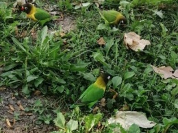 Попугаи-неразлучники разгуливают в симферопольском парке имени Гагарина (ФОТО)