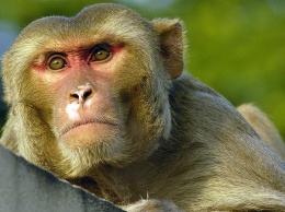 Швейцарский суд разрешил закрепить в конституции кантона права приматов