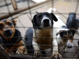 Четыреста бродячих николаевских собак попали в «лапы» волонтеров